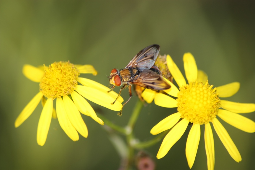 Ectophasia crassipennis